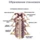 Анатомия человека: нервная система